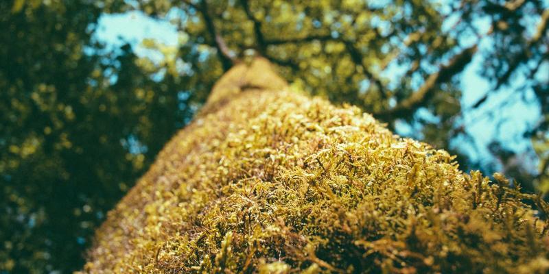 营销自动化：解锁内容营销、社交媒体与SEO的协同增效密码